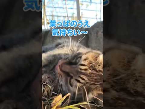 お散歩中の猫が休憩していった♪(YouTube)