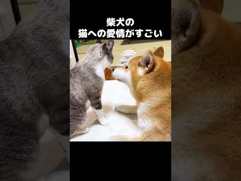 猫たちへの愛情がすごい柴犬　#shorts(YouTube)