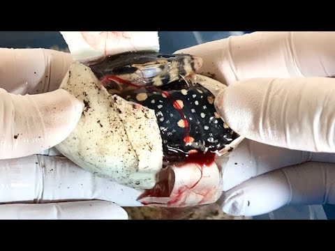 200日温めた卵を切って生存を確認してみた(YouTube)