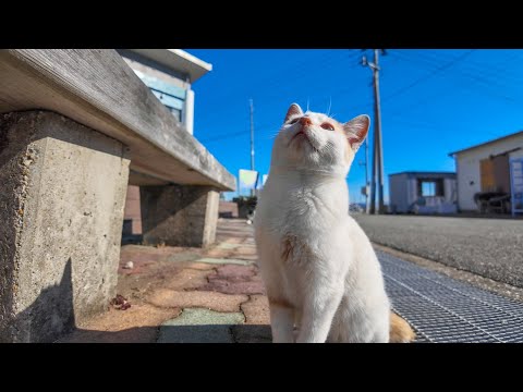 猫島の公民館前にいた子猫がかわい過ぎる(YouTube)