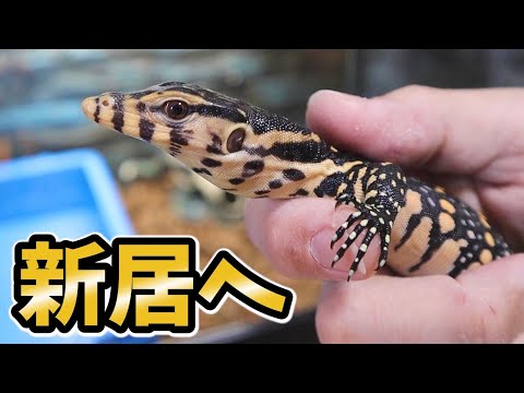 赤ちゃんオオトカゲの新しい飼育環境をセッティングしてみた！(YouTube)