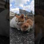 冬毛でフワフワな子猫ちゃんを抱っこする #cat #野良猫 #ねこ(YouTube)