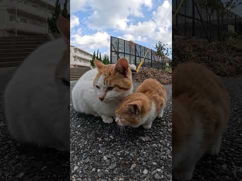 冬毛でフワフワな子猫ちゃんを抱っこする #cat #野良猫 #ねこ(YouTube)