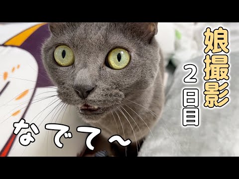 娘に甘えて過ごす2日目の猫たちと娘のお留守番(YouTube)