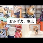 愛犬とお伊勢参り！おかげ犬になったら通る人から崇められる柴犬(YouTube)