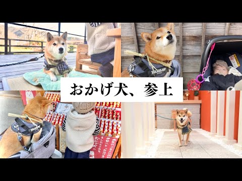 愛犬とお伊勢参り！おかげ犬になったら通る人から崇められる柴犬(YouTube)