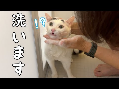 チロさんの猫ニキビがひどくなってきたのでアゴを洗います！(YouTube)