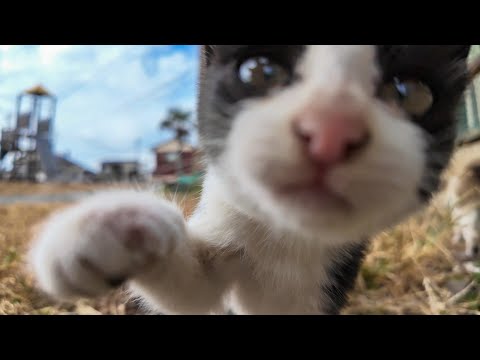 子猫プロレス始まった(YouTube)