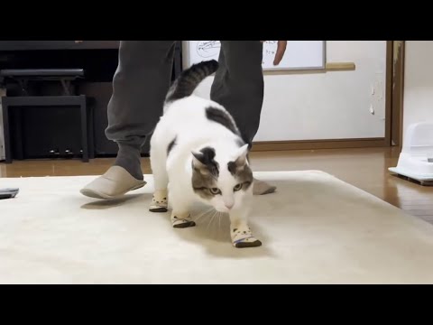 豆大福に冬散歩用の靴下を履かせてみたのですが・・・(YouTube)
