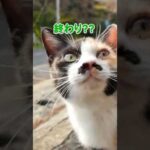 たくさんの猫に囲まれて幸せ♪(YouTube)