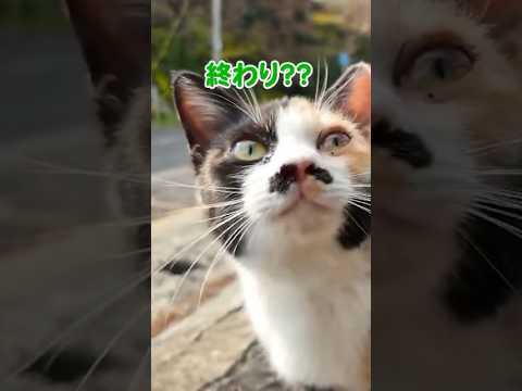たくさんの猫に囲まれて幸せ♪(YouTube)