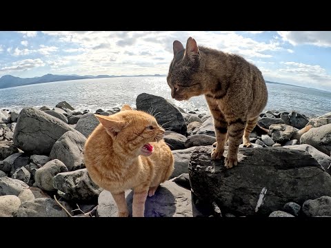 人間の仲裁を無視して、取っ組み合いの喧嘩をする猫達(YouTube)
