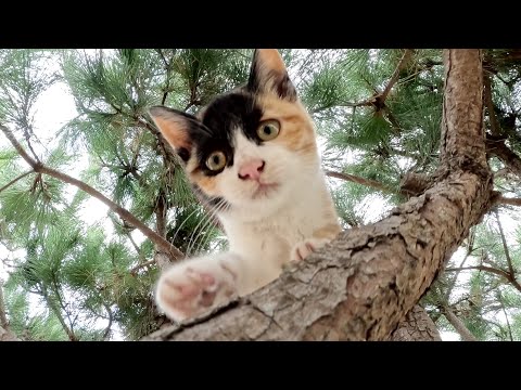 子猫が無邪気に遊んで、「今日は木登りしたの～」とママ猫に報告する(YouTube)