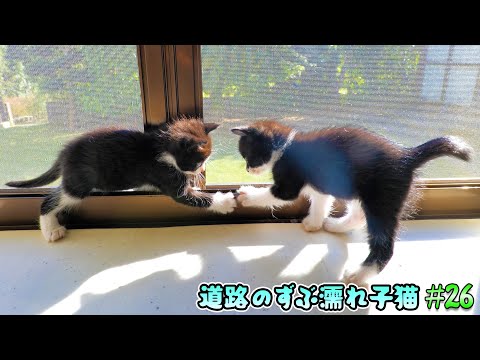 暖かい陽射しに包まれる子猫達♪この家一番の日向ぼっこスポットへ連れて行きました🐈🐈🌞【道路のずぶ濡れ子猫 #26】(YouTube)