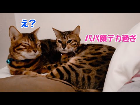 実家で目覚めたら顔デカ父猫とファザコン娘猫が枕元で寝てました(YouTube)