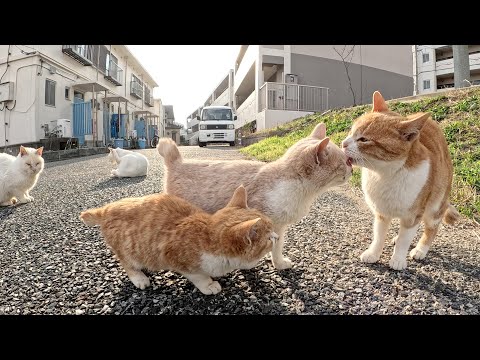 茶シロのドレスコードがある猫集会にお邪魔してきた(YouTube)