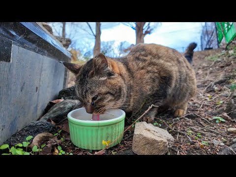 【今週の感動猫動画】今週撮った短い未公開動画まとめて公開-unreleased video of this week-2023/12/4w(YouTube)