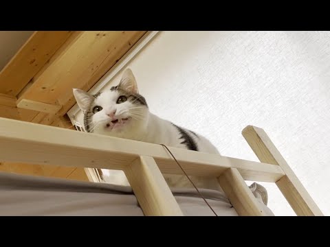 お父さんが見つかるまで暇つぶしに息子に遊んでもらう猫(YouTube)