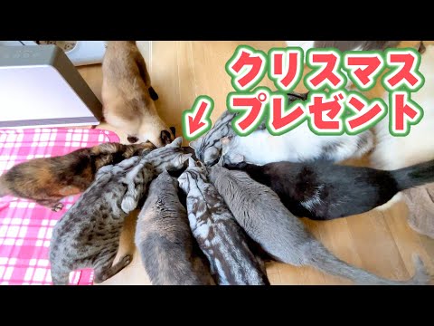 クリスマスプレゼント渡したら、ウケが良すぎてこうなったww(YouTube)