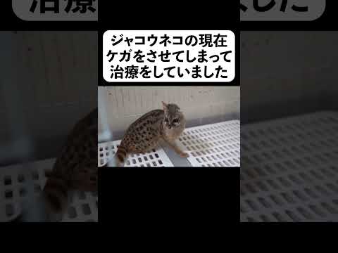 ジャコウネコの現在 ケガをさせてしまって治療をしていました(YouTube)