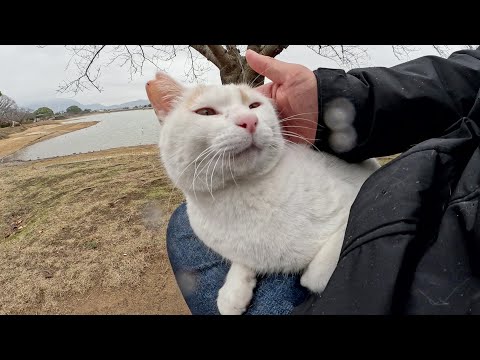 雨が降ってきたので、ひざでくつろぐ猫を猫ハウスまで送り届けた(YouTube)