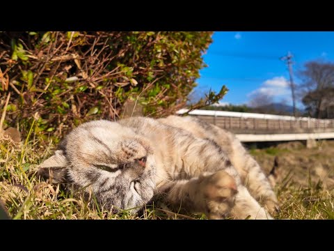 池の畔で昼寝する公園の猫(YouTube)