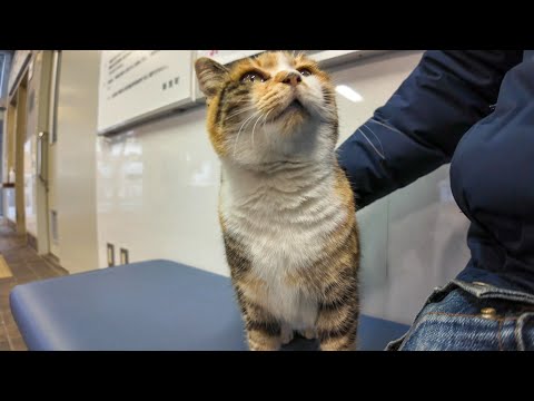 フェリー乗り場のロッカーの上にいた三毛猫ちゃん、降りてきて隣に座ってきた(YouTube)