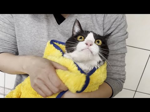 洗いたての猫に息子も猫吸いしてみた(YouTube)