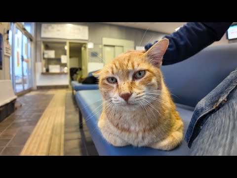 今日は雨と高波でフェリー欠航でした。切符売り場は猫しかいませ(YouTube)