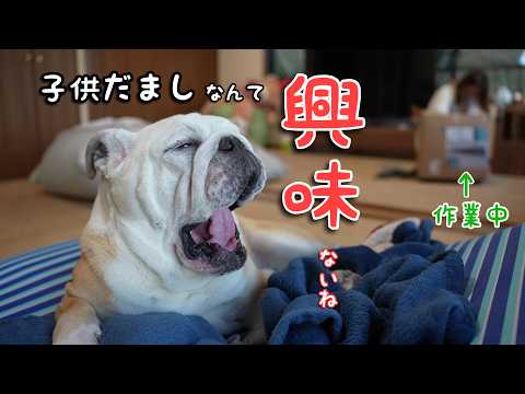 世界一やる気のない犬と楽しいクリスマスの飾り付け！！！をやってみた結果⤵⤵⤵(YouTube)