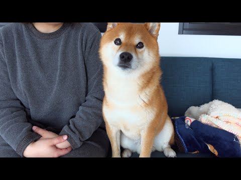 ママ愛が深すぎる柴犬はママの後ろを歩くだけで犬語で注意してきます。。(YouTube)