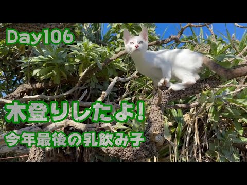 木登りしたよ 今年最後の乳飲み子 Day107　サムネ違います106→107　2023 12 15-2(YouTube)