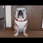 我が家の愛犬が本当に動かなくなりました…(YouTube)