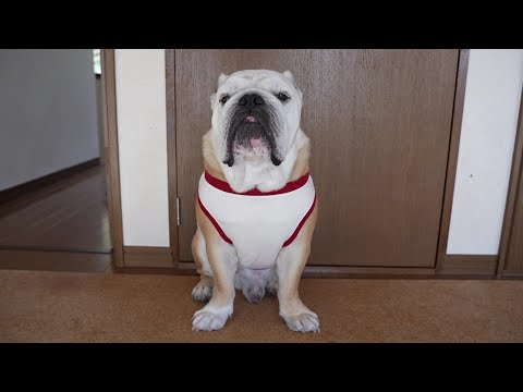 我が家の愛犬が本当に動かなくなりました…(YouTube)