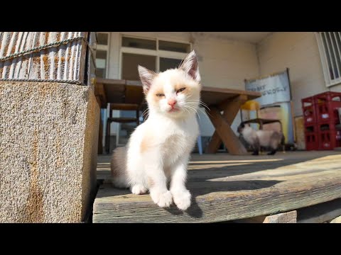 猫島の子猫兄弟がかわい過ぎる(YouTube)
