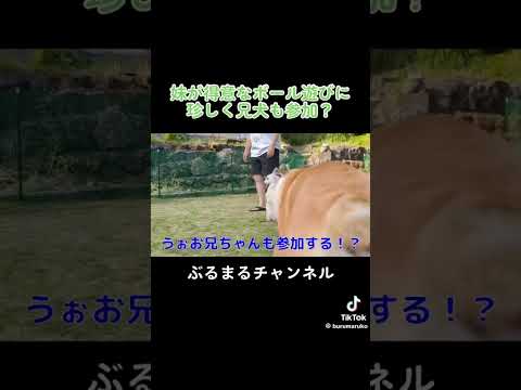やる時はやる漢…ww #dog #ブルドッグ #bulldog #犬のいる暮らし #ブルドッグ子犬 #dogbreed #ドッグ #englishbulldog #犬(YouTube)