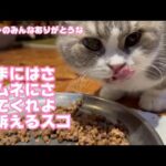 たまにはサムネになりたいスタァなスコティッシュフォールドがいます  【2023 12 27-1】(YouTube)