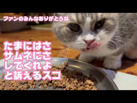 たまにはサムネになりたいスタァなスコティッシュフォールドがいます  【2023 12 27-1】(YouTube)