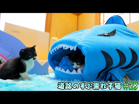 子猫部屋に鮫ベッドを置いたら親分の意志を受け継いだ子猫達のまさかの行動で‥🦈🐈🐈【道路のずぶ濡れ子猫 #28】(YouTube)