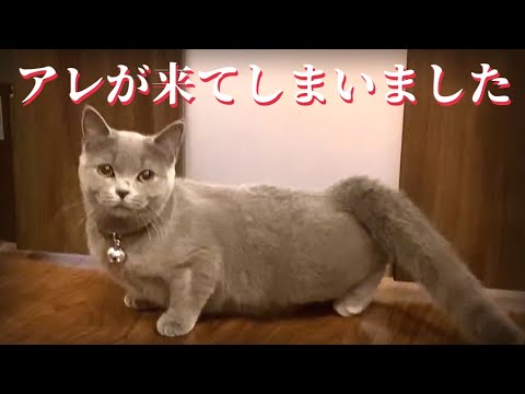 実家の新猫に恐れていたアレが来てしまいました…(YouTube)