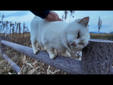 夕方の広場で手摺りの上に乗っていた白猫ちゃん、降りてモフられにきた(YouTube)