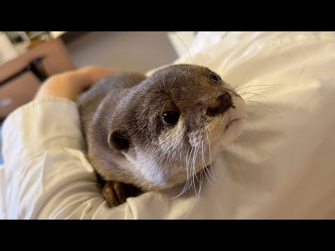 床暖房と勘違いして飼い主の上でゴロゴロするカワウソ An otter relaxes on me, mistaking me for an underfloor heating system.(YouTube)
