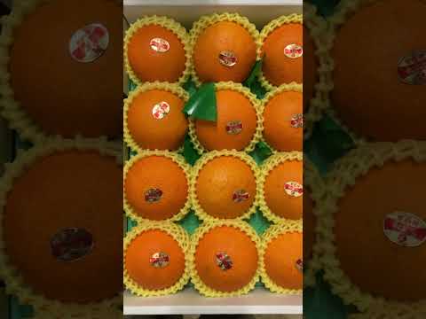 高級みかん紅まどんなありがとうございます(YouTube)