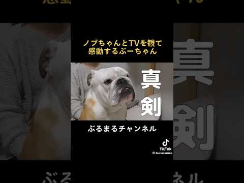テレビ大好きなイッヌ　#dog #ブルドッグ #bulldog #犬のいる暮らし #ブルドッグ子犬 #ドッグ #englishbulldog #犬(YouTube)