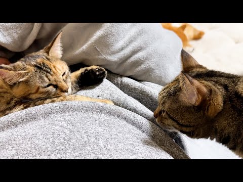 いつもと様子が違う飼い主に心配そうに寄り添ってくれる猫たち(YouTube)