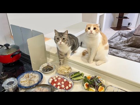 夕飯を盗み食いしようとしてたのが見つかった猫たちの反応がかわいすぎたw(YouTube)