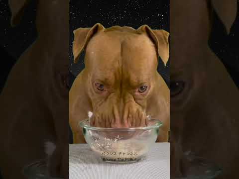 閲覧注意⚠️スープをうまそうに飲むピットブル #dog #ピットブル #pitbull #ピットブル #アメリカンピットブル #mukbang #アメリカンピットブル #アメリカンピットブルテリア(YouTube)