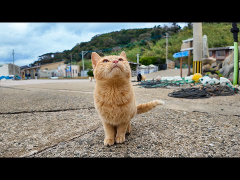 猫島の港に着くと猫が出迎えてくれて楽しい(YouTube)