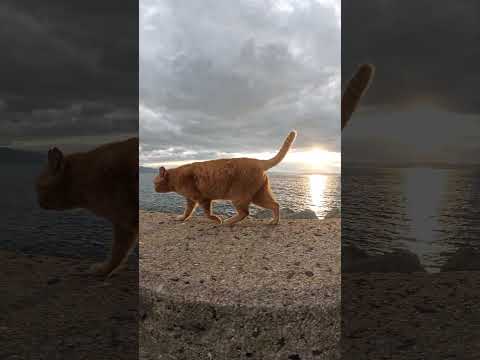 茶トラ猫が夕日を浴びながら堤防の上をトコトコと歩く #cat #野良猫 #ねこ(YouTube)