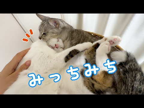 寒くなってぎゅうぎゅうで一緒に寝る猫マロチロ(YouTube)